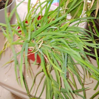 Three potted houseplants - Pathos - Aloe - Dracaena