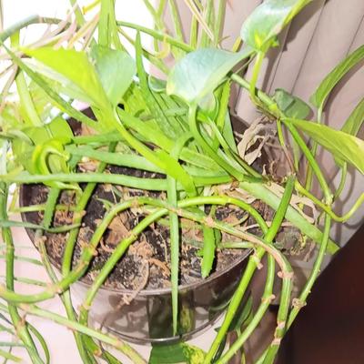 Three potted houseplants - Pathos - Aloe - Dracaena