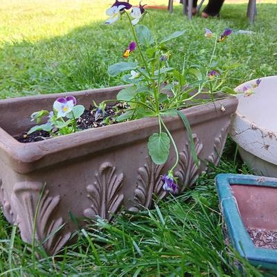 Cute Flowerpots - with pansies, adorable chicken pot