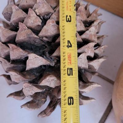 Large Pinecones and Gourd