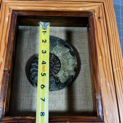 Framed Shell SUPER Bisected  Ammonite