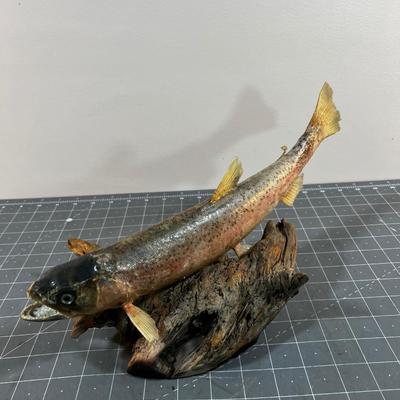 Taxidermy Trout on Drift Wood