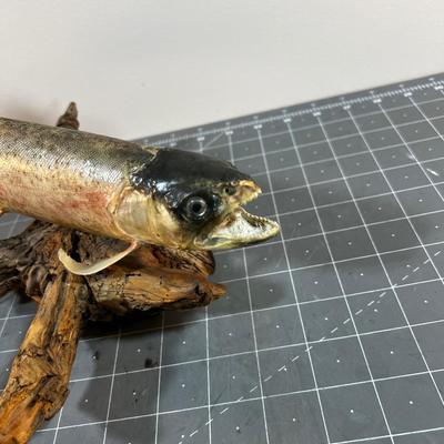Taxidermy Trout on Drift Wood