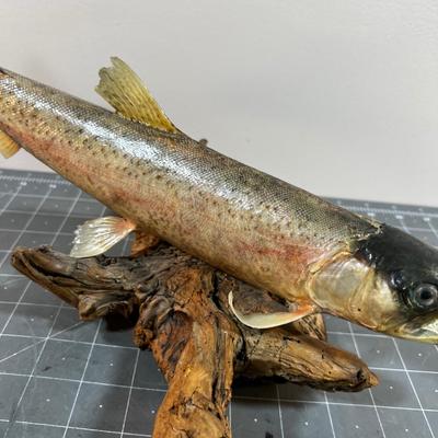 Taxidermy Trout on Drift Wood