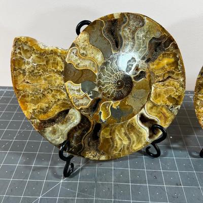 (2)  Bisected  Ammonite with iron Stand AWESOME!!