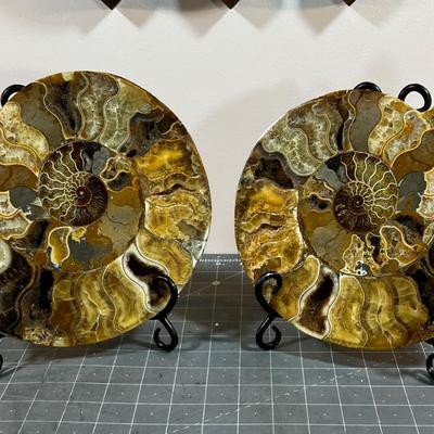 (2)  Bisected  Ammonite with iron Stand AWESOME!!