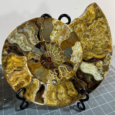 (2)  Bisected  Ammonite with iron Stand AWESOME!!