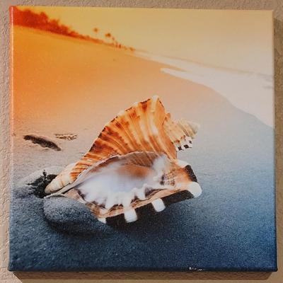 Shell Canvas Print Art