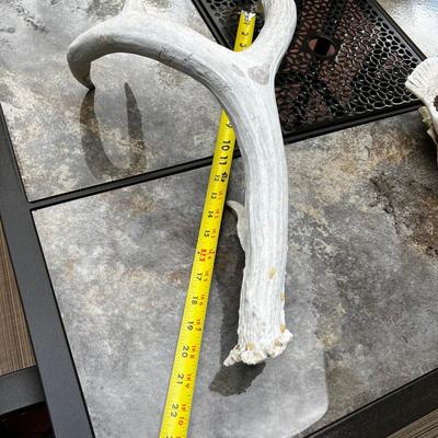 Awesome 3 Point Mule Deer Shed