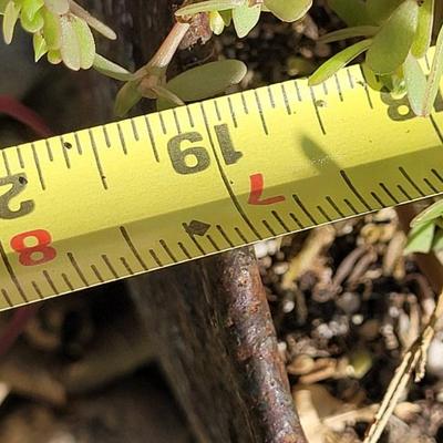 Antique Cast Iron Cauldron Planter