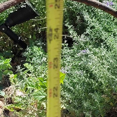 Antique Cast Iron Cauldron Planter