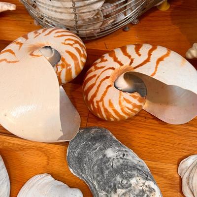 Large Shell Lot