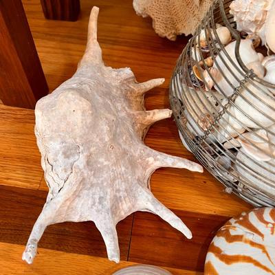 Large Shell Lot