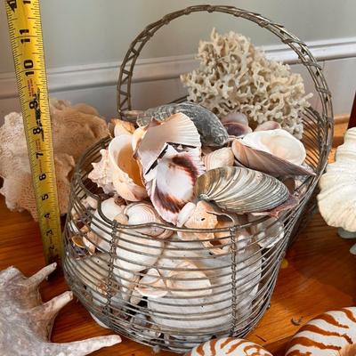 Large Shell Lot