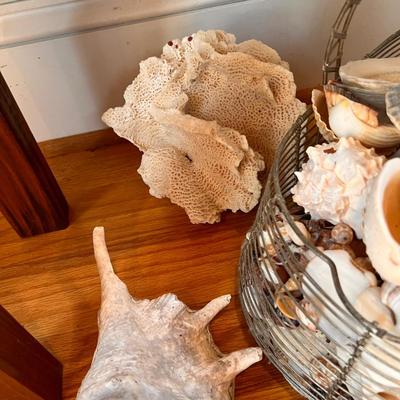 Large Shell Lot