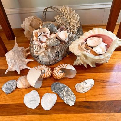 Large Shell Lot