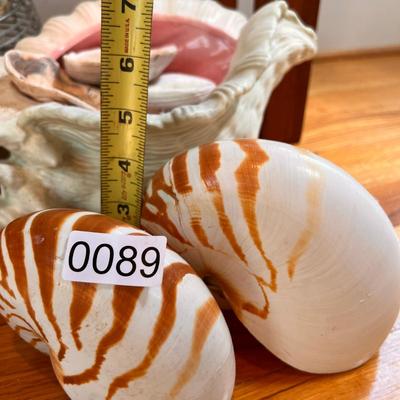 Large Shell Lot