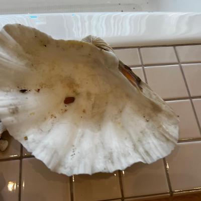 UP -- Sea Shells and Coral