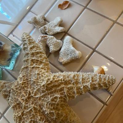UP -- Sea Shells and Coral