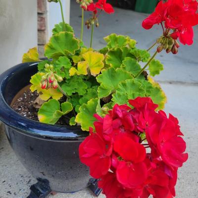 Ceramic Pots and More (G-DW)