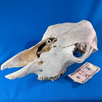 LOST HIS WAY HORSE SKULL 