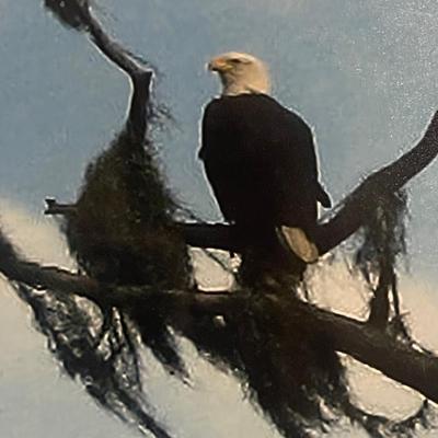 Original photograph of a Bald Eagle framed & double- â€˜matted in blue. Size 14â€ x 11â€.