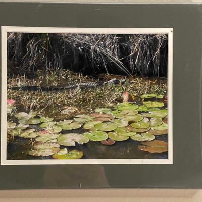 Original photograph framed & double-matted in green. Swamp  scene with lily pads & alligator  Size 14â€ x 11â€.