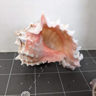 Sea Shells