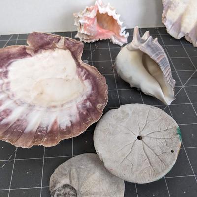 Sea Shells
