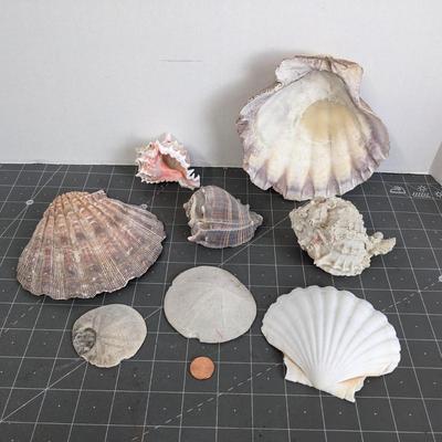 Sea Shells