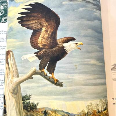 Nice vintage book