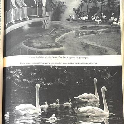 Nice vintage book