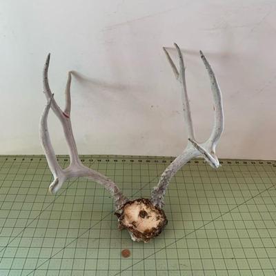 Deer Antlers