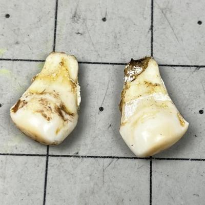 (2) ELK Ivory TEETH