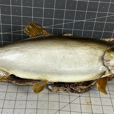 Mounted FISH looks like Walleye