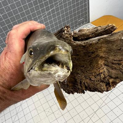 Mounted FISH looks like Walleye