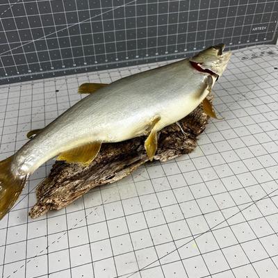 Mounted FISH looks like Walleye