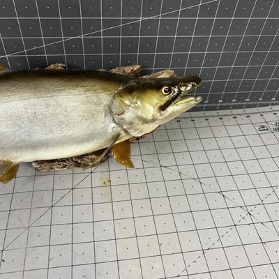 Mounted FISH looks like Walleye