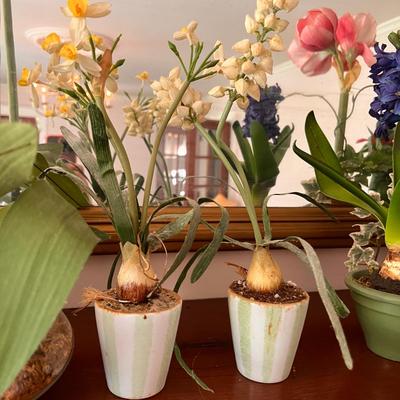 Lot Decorative Potted Dried Flowers