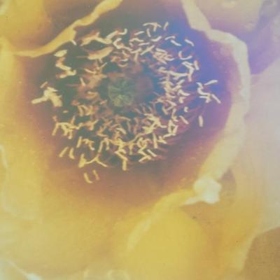 #53: Framed Flower Photograph