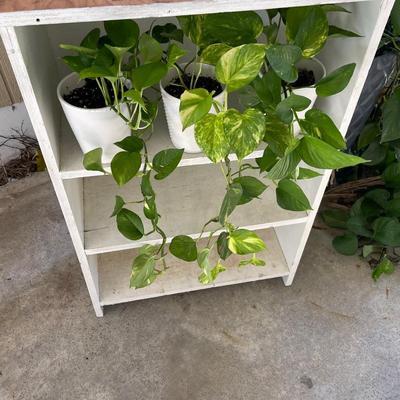 Shelf