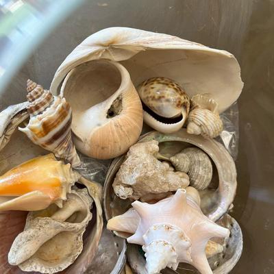 Fish bowl with shells