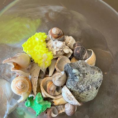 Jar sea shells