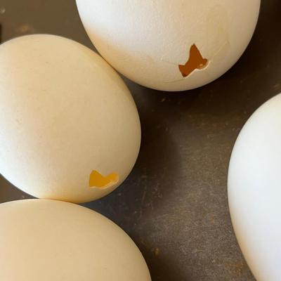 Real blown eggs!