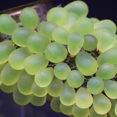 Lot of 4 Antique Green Glass Grape Beads Bulb Covers Attributed to Czechoslovakia