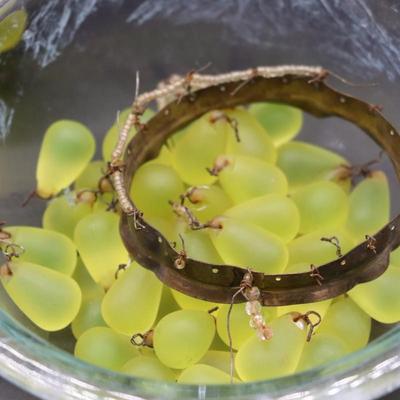 Lot of 4 Antique Green Glass Grape Beads Bulb Covers Attributed to Czechoslovakia