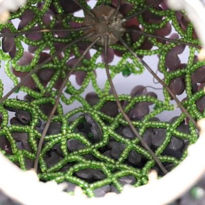Lot of 2 Purple and Green Flower Beaded Czechoslovakian Bulb Cover Lamp Shades