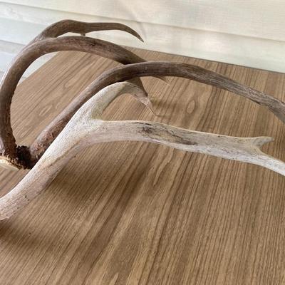 Real animal antlers