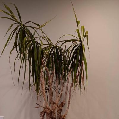Dragon Tree - Indoor Plant