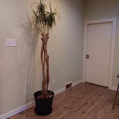 Dragon Tree - Indoor Plant